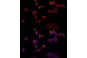 Immunofluorescence analysis of NIH-3T3 cells using WWOX Polyclonal Antibody  at dilution of 1:100 (40x lens). (WWOX 抗体  (AA 1-120))
