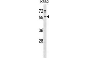 Western blot analysis in K562 cell line lysates (35ug/lane) using NFS  Antibody . (NFS1 抗体  (Middle Region))