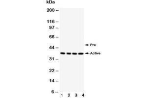 Western blot testing of Caspase-12 antibody;  Lane 1: PANC;  2: SMMC-7721;  3: A549;  4: HeLa (Caspase 12 抗体  (AA 71-84))