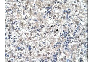 RTN2 antibody was used for immunohistochemistry at a concentration of 4-8 ug/ml. (Reticulon 2 抗体  (N-Term))