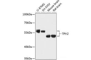 Western blot analysis of extracts of various cell lines using TPH2 Polyclonal Antibody at dilution of 1:3000. (Tryptophan Hydroxylase 2 抗体)