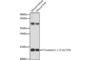 Western blot analysis of extracts of Rat liver, using Thioredoxin 1 (Trx1/TXN) antibody (ABIN6133954, ABIN6149719, ABIN6149721 and ABIN6213598) at 1:500 dilution. (TXN 抗体  (AA 1-100))