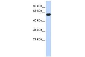 Image no. 1 for anti-Hypermethylated in Cancer 2 (HIC2) (AA 252-301) antibody (ABIN6740321) (HIC2 抗体  (AA 252-301))