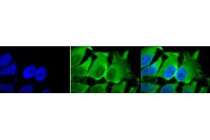 Immunocytochemistry/Immunofluorescence analysis using Mouse Anti-Hsc70 (Hsp73) Monoclonal Antibody, Clone 1F2-H5 (ABIN361800 and ABIN361801). (Hsc70 抗体)