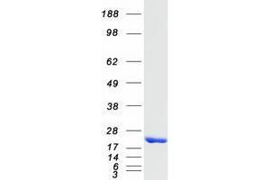 Western Blotting (WB) image for NME/NM23 Nucleoside Diphosphate Kinase 4 (NME4) protein (Myc-DYKDDDDK Tag) (ABIN2727406)
