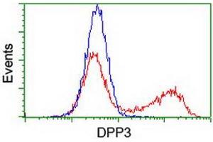 HEK293T cells transfected with either RC219658 overexpress plasmid (Red) or empty vector control plasmid (Blue) were immunostained by anti-DPP3 antibody (ABIN2454826), and then analyzed by flow cytometry. (DPP3 抗体)