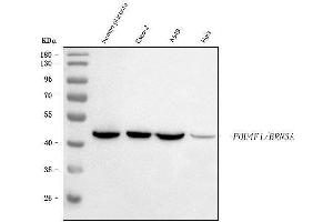 Western blot analysis of BRN3A using anti-BRN3A antibody (ABIN6719523).