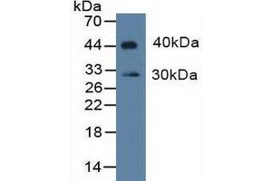 Detection of IDO in Rat Placenta lysate using Polyclonal Antibody to Indoleamine-2,3-Dioxygenase (IDO)