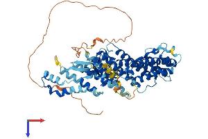 AlphaFold protein structure predicition of Human Recombinant RHPN2P1 Protein, UniprotID A8MT19