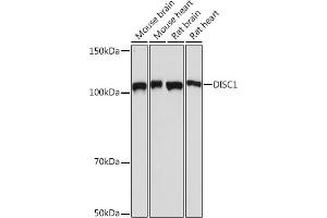 Western blot analysis of extracts of various cell lines, using DISC1 Rabbit mAb (ABIN7266799) at 1:1000 dilution. (DISC1 抗体)
