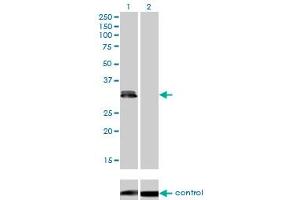 Western blot analysis of PLSCR3 over-expressed 293 cell line, cotransfected with PLSCR3 Validated Chimera RNAi (Lane 2) or non-transfected control (Lane 1).