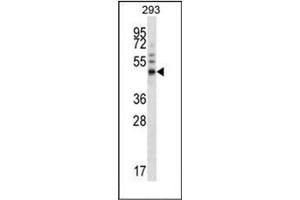 Western blot analysis of FOXA1 / TCF3A Antibody (Center) in 293 cell line lysates (35ug/lane).