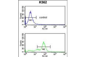 Flow cytometry analysis of K562 cells (bottom histogram) compared to a negative control cell (top histogram). (RFC2 抗体  (N-Term))