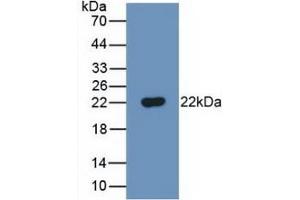 Western Blot; Sample: Recombinant FTH, Mouse. (FTH1 抗体  (AA 1-182))