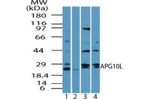 Image no. 2 for anti-Autophagy Related 10 (ATG10) (AA 1-50) antibody (ABIN960090) (ATG10 抗体  (AA 1-50))