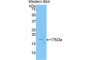 Western Blotting (WB) image for anti-Complexin 2 (CPLX2) (AA 2-134) antibody (ABIN1858479) (CPLX2 抗体  (AA 2-134))