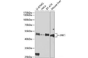 Western blot analysis of extracts of various cell lines using JNK1 Polyclonal Antibody at dilution of 1:1000. (JNK 抗体)