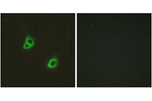 Immunofluorescence (IF) image for anti-G Protein-Coupled Receptor 126 (GPR126) (AA 1091-1140) antibody (ABIN2890792) (G Protein-Coupled Receptor 126 抗体  (AA 1091-1140))
