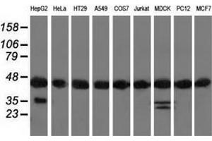 Western blot analysis of extracts (35 µg) from 9 different cell lines by using anti-DNAJA2 monoclonal antibody. (DNAJA2 抗体)