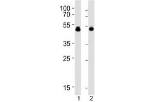 VASP antibody western blot analysis with 1) HUVEC and 2) THP-1 lysate (VASP 抗体  (AA 267-296))