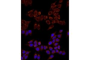 Immunofluorescence analysis of HeLa cells using TSFM Rabbit mAb (ABIN7271021) at dilution of 1:100 (40x lens).