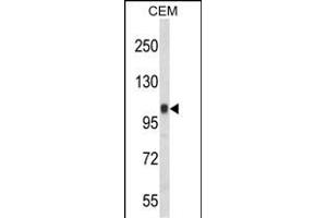Western blot analysis of ITGB3 Antibody (C-term) (ABIN652616 and ABIN2842411) in CEM cell line lysates (35 μg/lane). (Integrin beta 3 抗体  (C-Term))