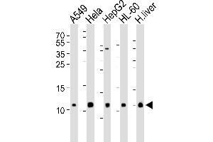 Western blot analysis of lysates from A549, Hela, HepG2, HL-60 cell line and human liver tissue lysate(from left to right), using COX6B1 Antibody (N-term) (ABIN6243632 and ABIN6577406). (COX6B1 抗体  (N-Term))
