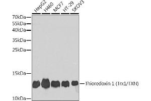 Western blot analysis of extracts of various cell lines, using Thioredoxin 1 (Trx1/Thioredoxin 1 (Trx1/TXN)) antibody (ABIN7270798) at 1:1000 dilution. (TXN 抗体  (C-Term))