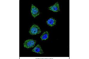 Confocal immunofluorescent analysis of TOP1 Antibody (N-term) (ABIN657818 and ABIN2846785) with Hela cell followed by Alexa Fluor 488-conjugated goat anti-rabbit lgG (green). (Topoisomerase I 抗体  (N-Term))