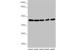 Western blot All lanes: EIF3M antibody at 2. (Eukaryotic Translation Initiation Factor 3, Subunit M (EIF3M) (AA 1-374) 抗体)