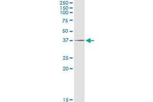 Western Blotting (WB) image for anti-Polymerase (RNA) III (DNA Directed) Polypeptide F, 39 KDa (POLR3F) (AA 1-316) antibody (ABIN948970)