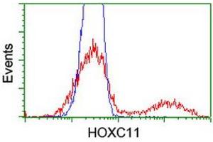 Image no. 3 for anti-Homeobox C11 (HOXC11) (AA 1-304) antibody (ABIN1490735) (HOXC11 抗体  (AA 1-304))