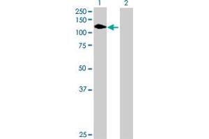 Western Blot analysis of FLT1 expression in transfected 293T cell line by FLT1 MaxPab polyclonal antibody.