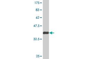 Western Blot detection against Immunogen (36. (NKRF 抗体  (AA 591-690))