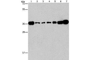 Western Blot analysis of Lovo, A431, A549, hela, hepG2 and Raji cell, Mouse brain tissue using CRKL Polyclonal Antibody at dilution of 1:550 (CrkL 抗体)