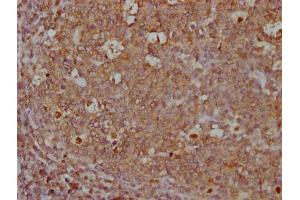 IHC image of ABIN7167502 diluted at 1:500 and staining in paraffin-embedded human tonsil tissue performed on a Leica BondTM system. (CD45 抗体  (AA 24-575))