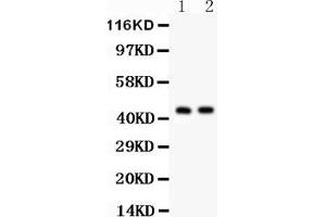 Anti- Cystathionase Picoband antibody, Western blottingAll lanes: Anti Cystathionase  at 0. (CTH 抗体  (AA 181-398))