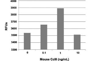 Human THP-1 cells were allowed to migrate to mouse Ccl8 at (0, 0. (CCL8 蛋白)