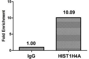 Chromatin Immunoprecipitation Hela (4*10 6 , treated with 30 mM sodium butyrate for 4h) were treated with Micrococcal Nuclease, sonicated, and immunoprecipitated with 8 μg anti-HIST1H4A (ABIN7139167) or a control normal rabbit IgG. (HIST1H4A 抗体  (acLys16))
