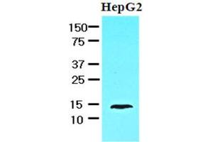 Western Blotting (WB) image for anti-Fatty Acid Binding Protein 1, Liver (FABP1) antibody (ABIN306473) (FABP1 抗体)