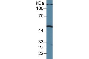 Western blot analysis of Pig Liver lysate, using Human PLA1 Antibody (1. (PLA1A 抗体  (AA 309-452))