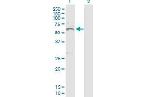 Western Blot analysis of INHBA expression in transfected 293T cell line by INHBA MaxPab polyclonal antibody. (INHBA 抗体  (AA 1-426))