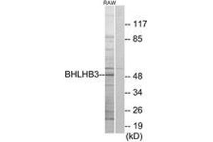 Western blot analysis of extracts from RAW264. (BHLHE41 抗体  (AA 1-50))