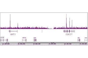 TCF7L1 / TCF3 antibody (pAb) tested by ChIP-Seq. (TCF7L1 抗体  (N-Term))