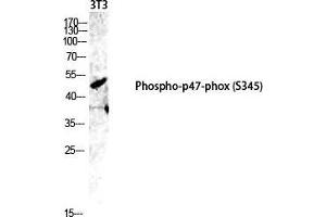 Western Blot (WB) analysis of 3T3 lysis using Phospho-p47-phox (S345) antibody. (NCF1 抗体  (pSer345))