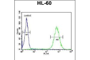 Flow cytometric analysis of HL-60 cells (right histogram) compared to a negative control cell (left histogram). (BHLHE22 抗体  (AA 236-264))