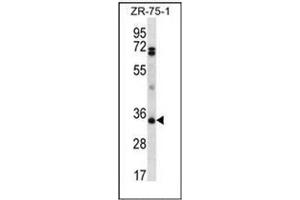 Western blot analysis of CD273 / PDL2 Antibody (N-term) Cat. (PDCD1LG2 抗体  (N-Term))