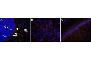 Expression of OX2R in rat brainImmunohistochemical staining of rat brain using Anti-Orexin Receptor 2 Antibody (ABIN7043029, ABIN7044885 and ABIN7044886), (1:50), followed by goat anti-rabbit-AlexaFluor-555 secondary antibody (1:500), (red). (CD200 Receptor 1 (CD200R1) Peptide)