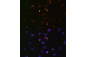 Immunofluorescence analysis of L929 cells using VD antibody (ABIN7271335). (VDAC1 抗体)