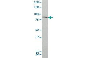 CHUK monoclonal antibody (M03), clone 4B8 Western Blot analysis of CHUK expression in HeLa . (IKK alpha 抗体  (AA 646-745))